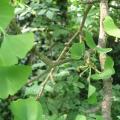 Ginko Biloba, L'arbre au quarante écus. 2007 