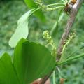 Ginko, Il y a d'autres beaux spécimens botaniques... (ph G Burzicki)