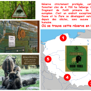 Où se trouvent cette réserve de bisons en Pologne ?