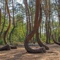Où en Pologne se trouve la mystérieuse forêt des arbres tordus ( Krzywy las) ?